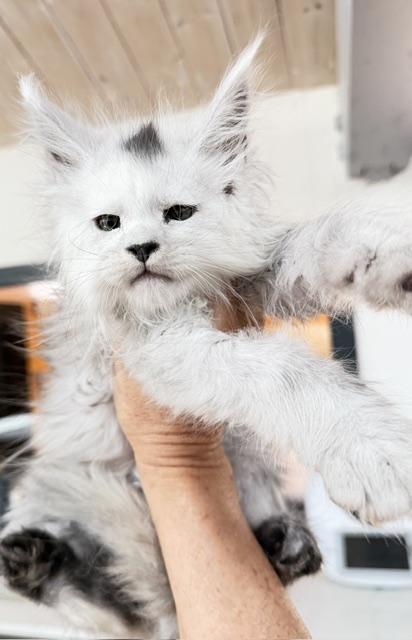 Billabong Chatterie MAKATEA Maine Coon