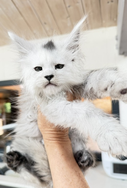 Billabong Chatterie MAKATEA Maine Coon