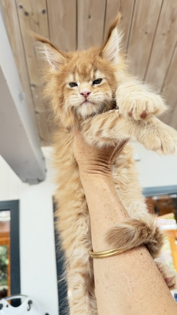 Big Biscuit Chatterie MAKATEA Maine Coon