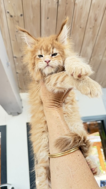 Big Biscuit Chatterie MAKATEA Maine Coon