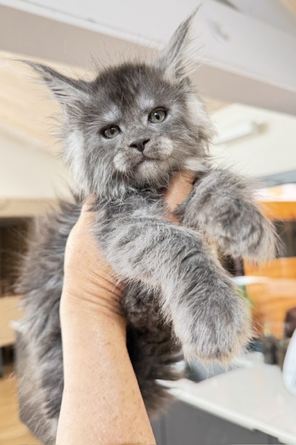 Blueberry Chatterie MAKATEA Maine Coon
