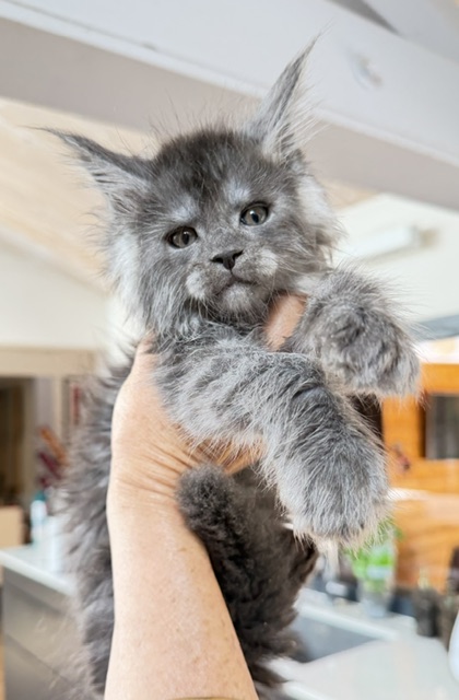 Blueberry Chatterie MAKATEA Maine Coon