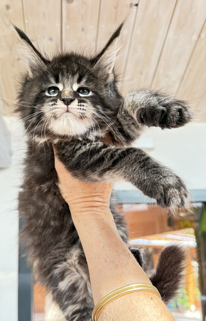 Boston Blaze Chatterie MAKATEA Maine Coon