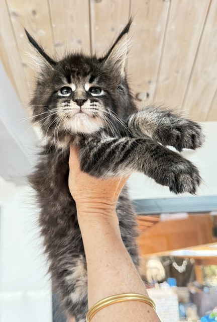 Boston Blaze Chatterie MAKATEA Maine Coon