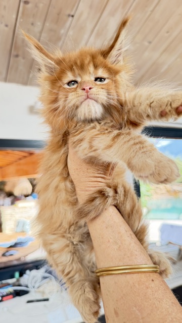 Bourbon Sunrise Chatterie MAKATEA Maine Coon