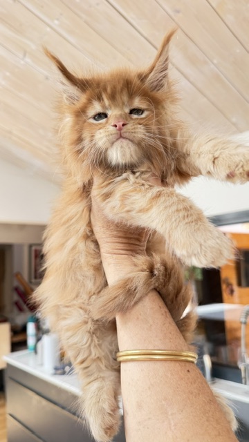 Bourbon Sunrise Chatterie MAKATEA Maine Coon