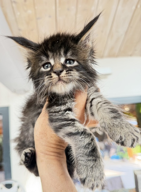 Buck Whiskey  Chatterie MAKATEA Maine Coon