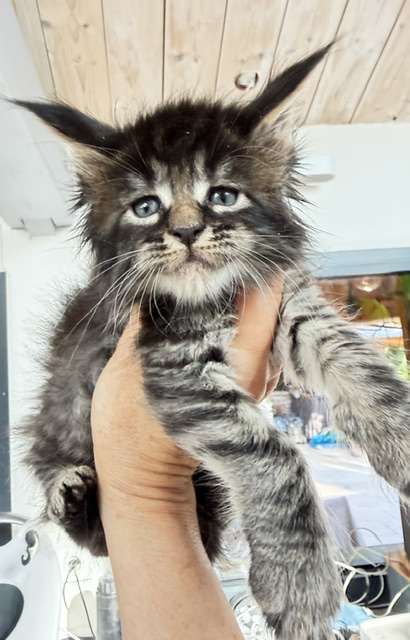 Buck Whiskey  Chatterie MAKATEA Maine Coon