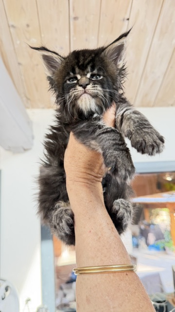 Buddy Bear  Chatterie MAKATEA Maine Coon