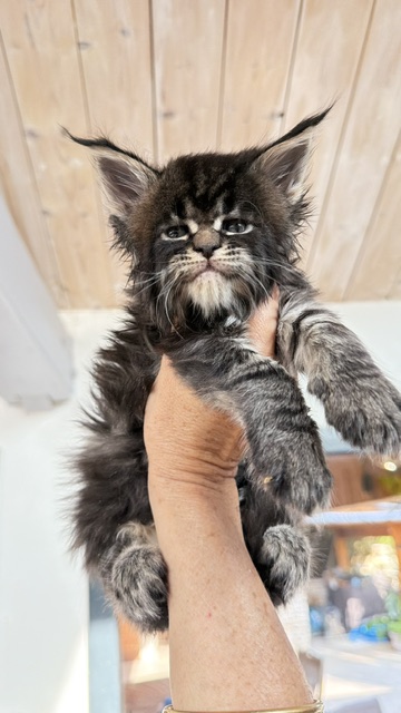 Buddy Bear  Chatterie MAKATEA Maine Coon