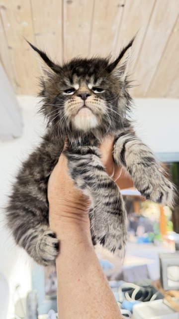Buttercup Dream  Chatterie MAKATEA Maine Coon
