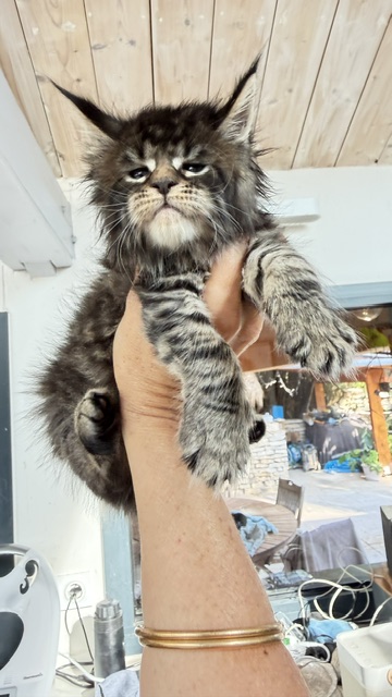 Buttercup Dream  Chatterie MAKATEA Maine Coon