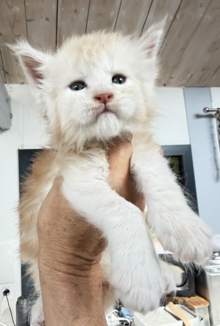 Butter Macaron Chatterie MAKATEA Maine Coon