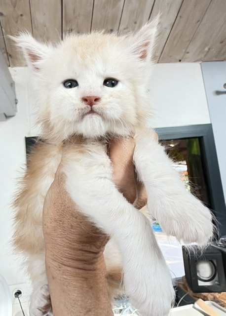Butter Macaron Chatterie MAKATEA Maine Coon