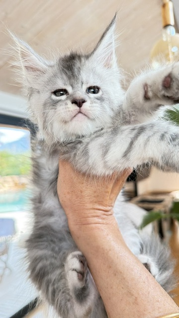 Blue Ocean Chatterie MAKATEA Maine Coon