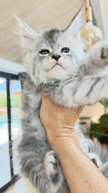 Blue Ocean Chatterie MAKATEA Maine Coon