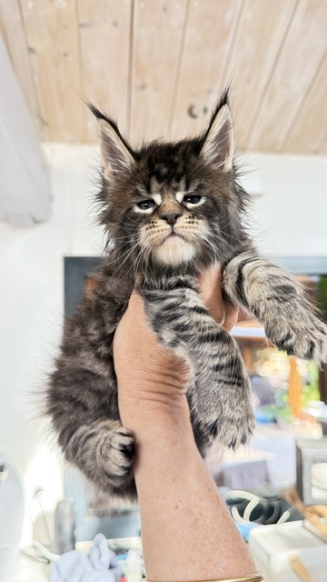 Buttercup Dream  Chatterie MAKATEA Maine Coon