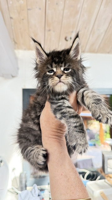 Buttercup Dream  Chatterie MAKATEA Maine Coon