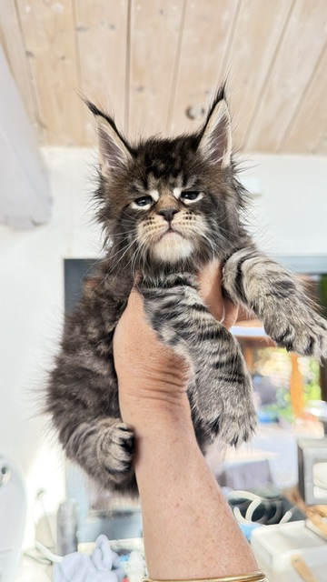 Buttercup Dream  Chatterie MAKATEA Maine Coon