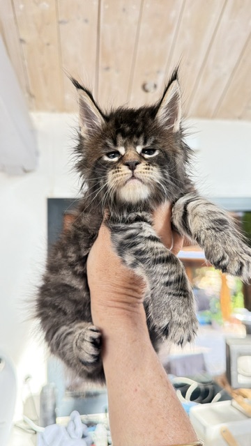 Buttercup Dream  Chatterie MAKATEA Maine Coon