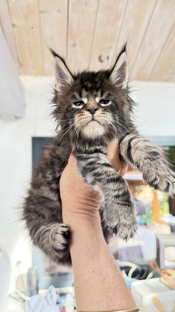 Buttercup Dream  Chatterie MAKATEA Maine Coon