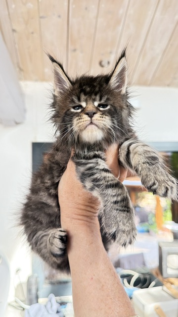 Buttercup Dream  Chatterie MAKATEA Maine Coon