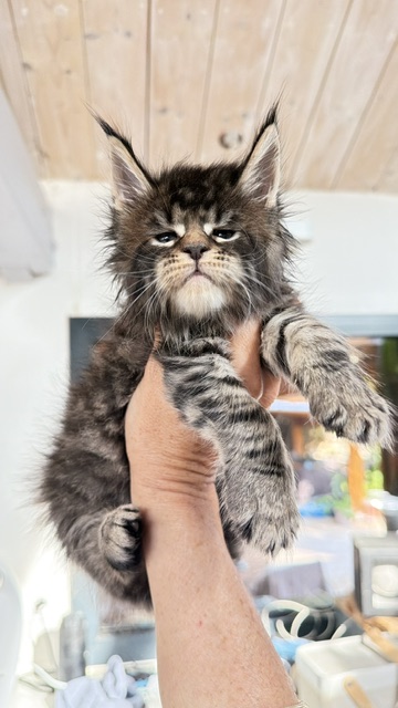 Buttercup Dream  Chatterie MAKATEA Maine Coon