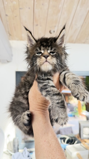 Buttercup Dream  Chatterie MAKATEA Maine Coon