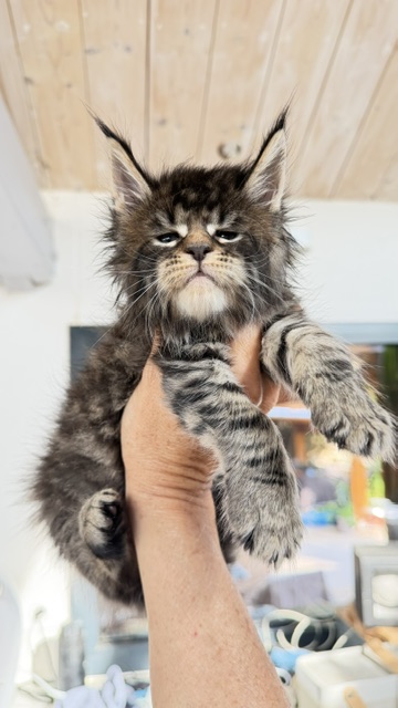 Buttercup Dream  Chatterie MAKATEA Maine Coon