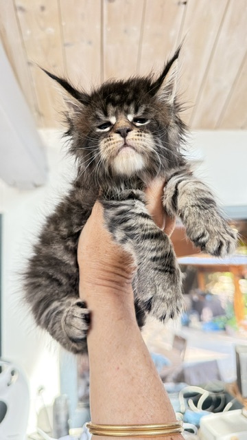 Buttercup Dream  Chatterie MAKATEA Maine Coon