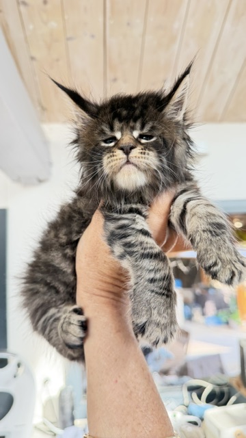 Buttercup Dream  Chatterie MAKATEA Maine Coon