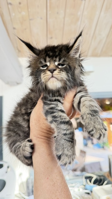 Buttercup Dream  Chatterie MAKATEA Maine Coon