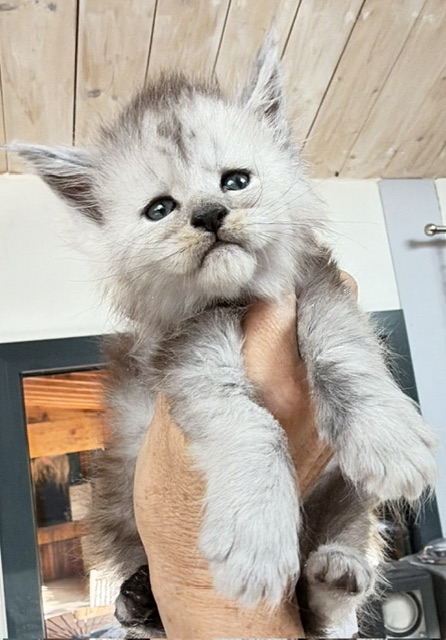 Banquise Chantilly Chatterie MAKATEA Maine Coon