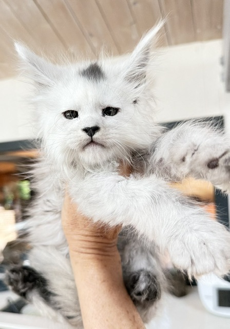 Billabong Chatterie MAKATEA Maine Coon