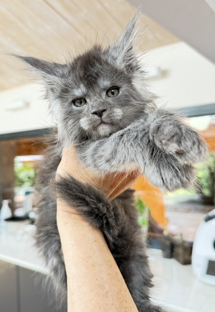 Blueberry Chatterie MAKATEA Maine Coon