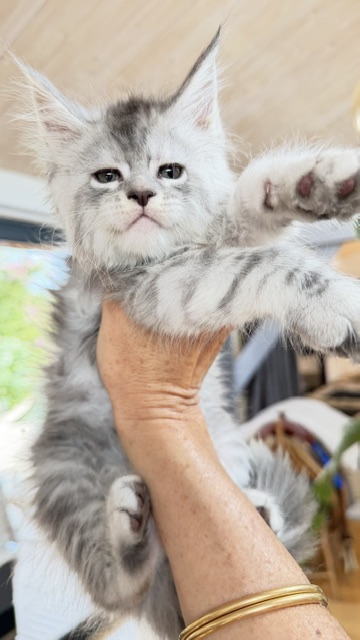 Blue Ocean Femelle Maine coon née le 30/05/2026. Disponible à l'adoption Chatterie Maine coon Makatea