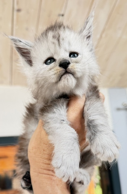 Banquise Chantilly Chatterie MAKATEA Maine Coon
