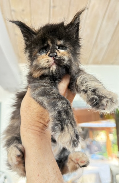 Berry Honeybee Chatterie MAKATEA Maine Coon
