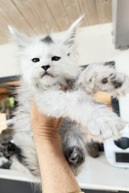 Billabong Chatterie MAKATEA Maine Coon