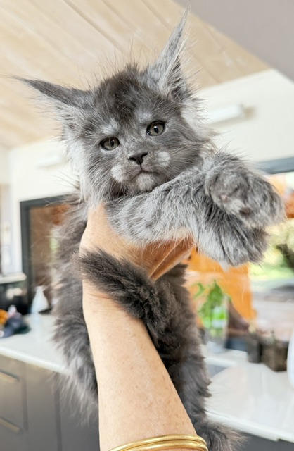 Blueberry Chatterie MAKATEA Maine Coon
