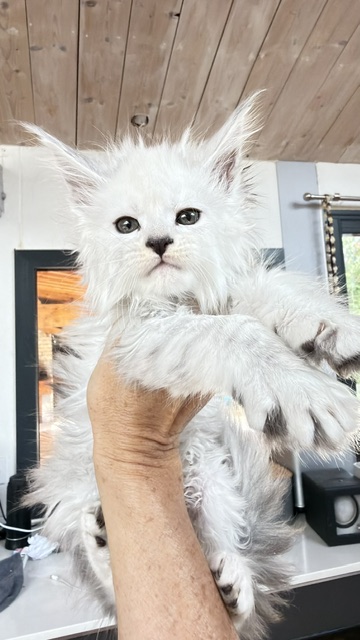 Butternut Chatterie MAKATEA Maine Coon