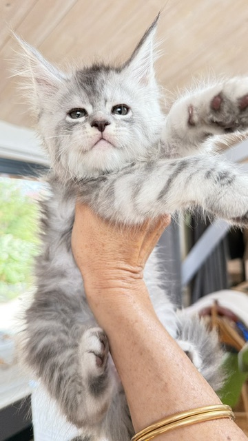 Blue Ocean Chatterie MAKATEA Maine Coon