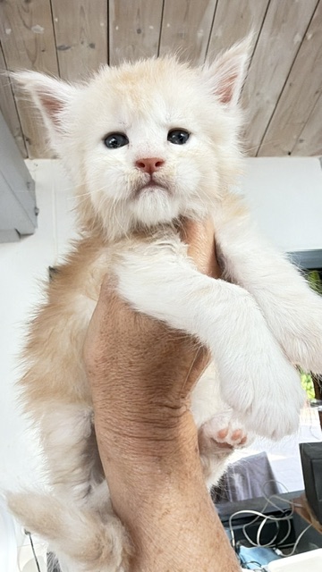 Butter Macaron Chatterie MAKATEA Maine Coon