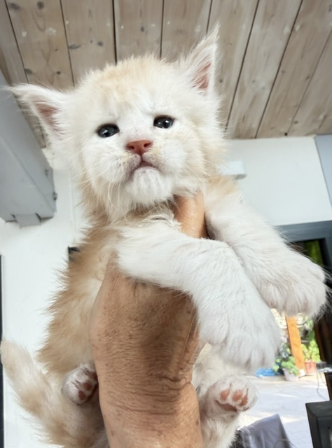 Butter Macaron Chatterie MAKATEA Maine Coon