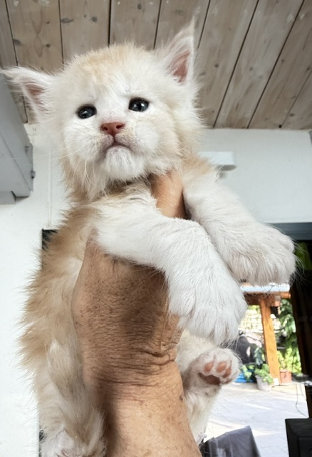 Butter Macaron Chatterie MAKATEA Maine Coon