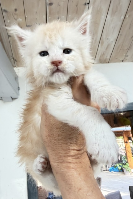 Butter Macaron Chatterie MAKATEA Maine Coon