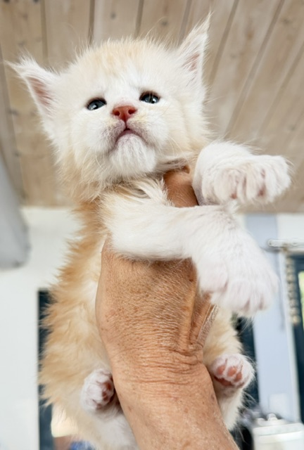 Butter Macaron Chatterie MAKATEA Maine Coon