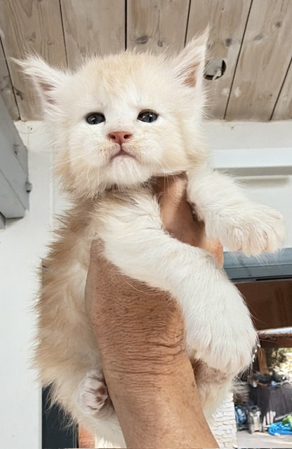 Butter Macaron Chatterie MAKATEA Maine Coon