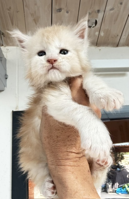 Butter Macaron Chatterie MAKATEA Maine Coon
