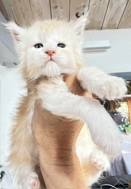 Butter Macaron Chatterie MAKATEA Maine Coon